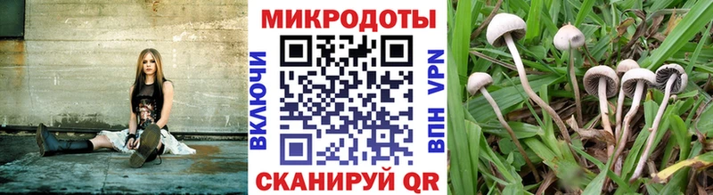 Купить  Александровск-Сахалинский  Псилоцибиновые грибы Cubensis 
